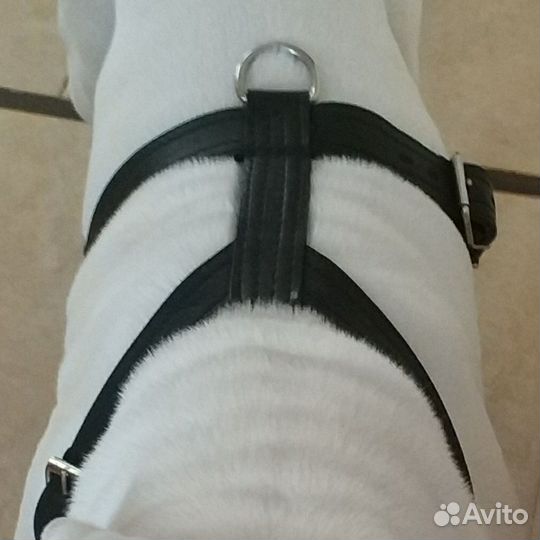 Шлейка кожаная для большой собаки