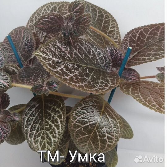 Эписции сортовые срезом