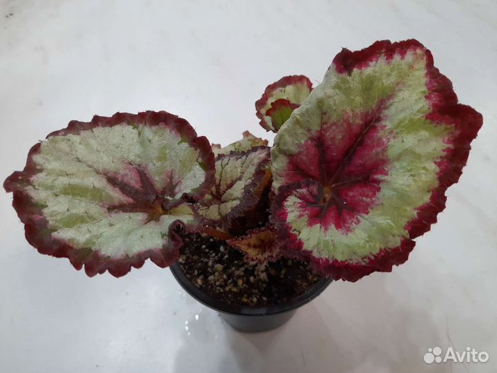 Комнатные растения 1