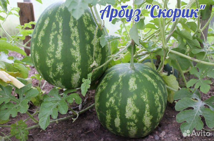 Рассада арбуза и дыни