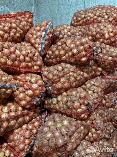 Лук на посадку Халцедон 3-5 см для пера от 5 тонн