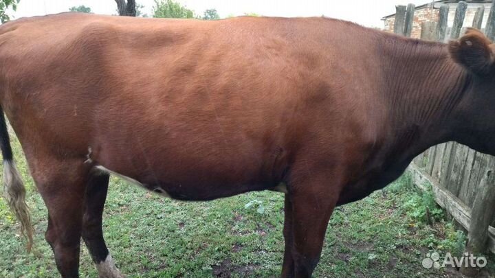 Продаю телку, стеленая, 65000т.р