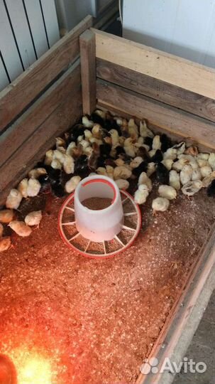 Цыплята от кур несушек