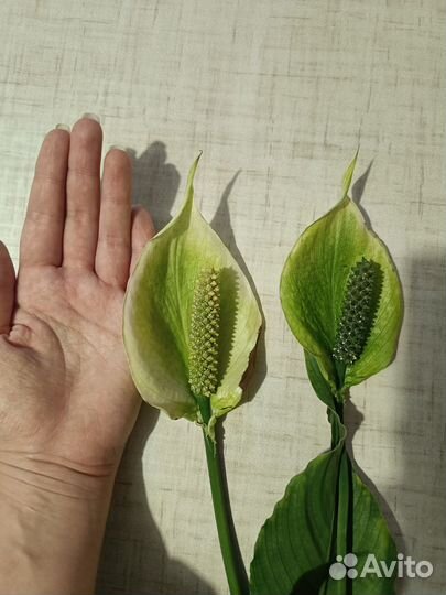 Спатифиллум