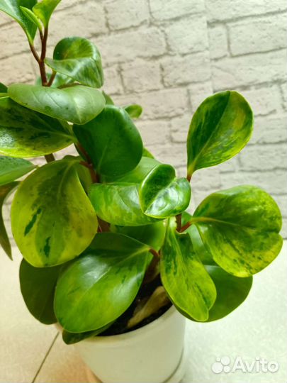 Пеперомия вариегетная