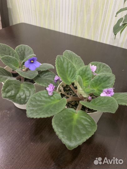 Цветы разные