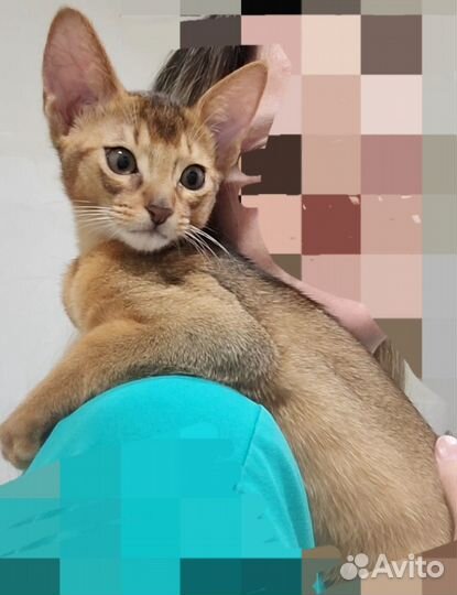 Котята Абиссинская