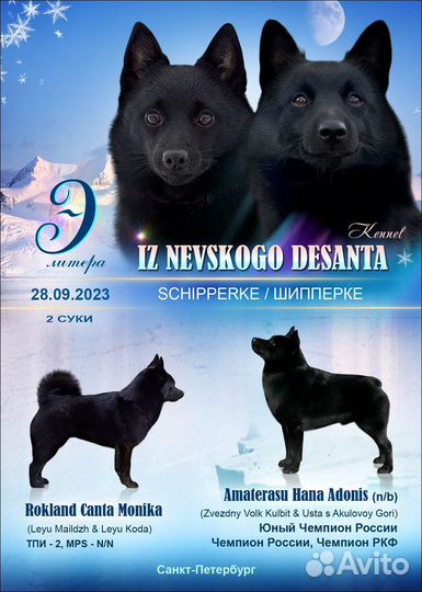 Щенок схипперке (шипперке)