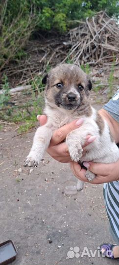 Щенки мальчики и девочки в добрые руки