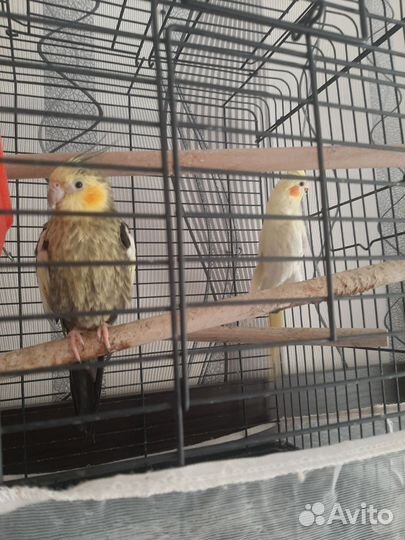 Попугай корелла