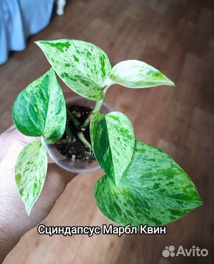 Рафидофора Тетрасперма, Сциндапсусы