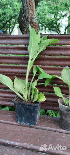 Многолетники садовые