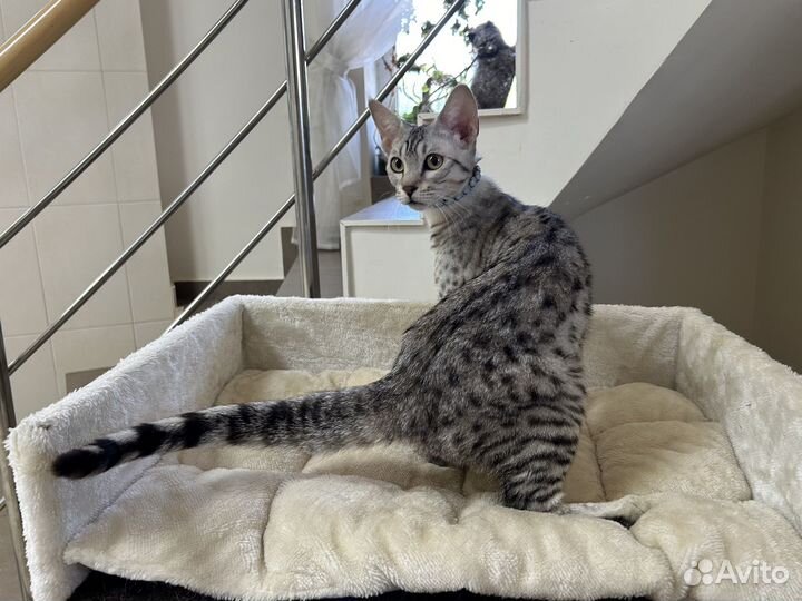 Саванна кошечка Арина 3 мес
