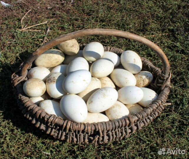 Инкубационное яйцо кур, гусей, утей шипунов