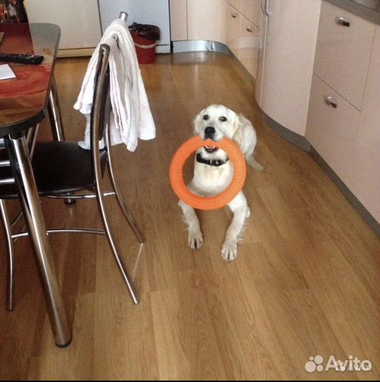 Передержка собак