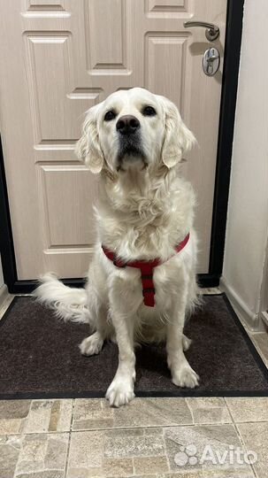 Шлейка для собаки