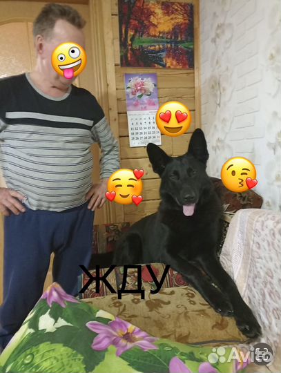 Вязка с чёрным немцем