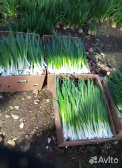 Лук зеленый свежей срезки с доставкой LUK-2242