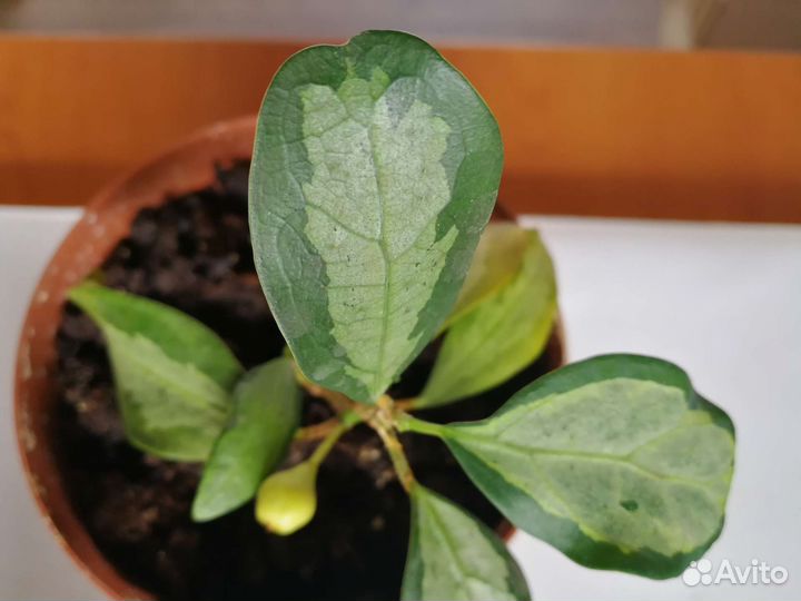 Фикус диверсифолия вариегатная