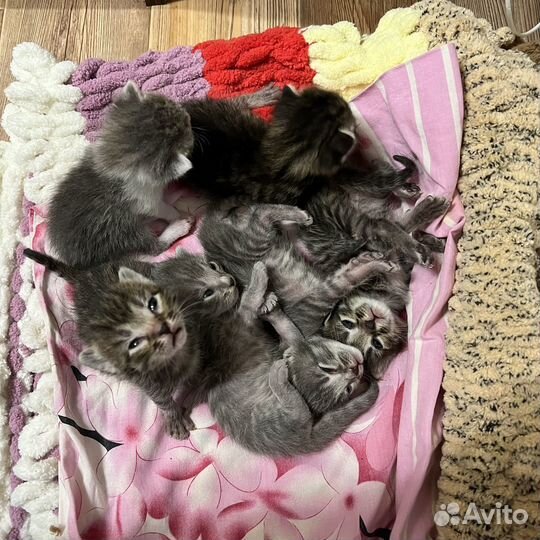 Котята в добрые руки