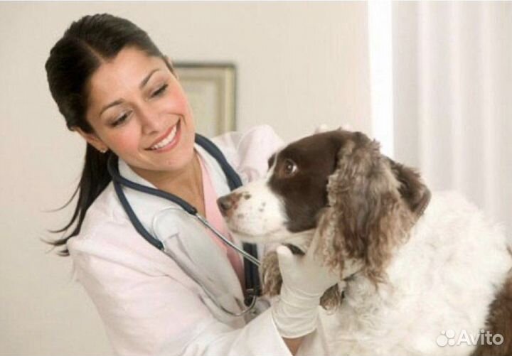 Консультация ветеринара онлайн 24/7