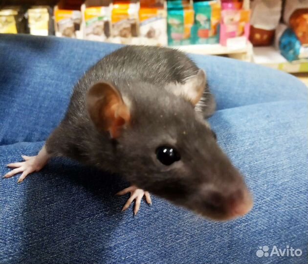 Передержка грызунов