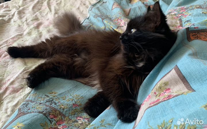 Кошечка очень ласковая