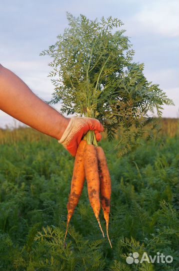 Морковь, свекла, картофель, капуста, лук репчатый
