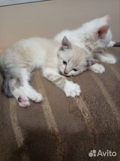 Кошка в дар бесплатно