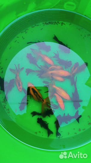 Золотые рыбки