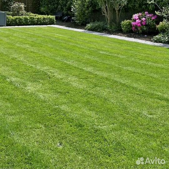 Газон. Рулонный газон