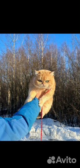 Британские котята золотая шиншилла