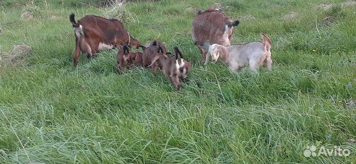 Продаются козы
