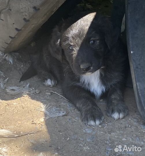 Домашний щенок в добрые руки