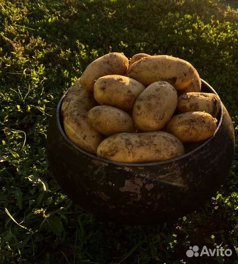 Продам картофель