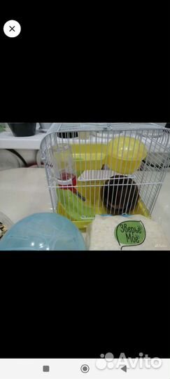 Клетка для джунгарика со всем содержимым