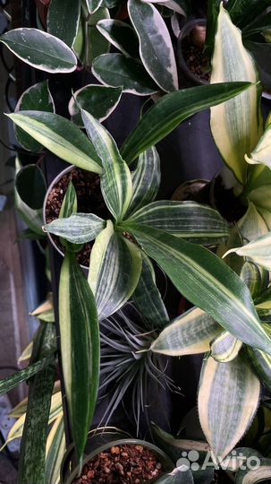 Сансевиерия сортовая коллекционные сорта