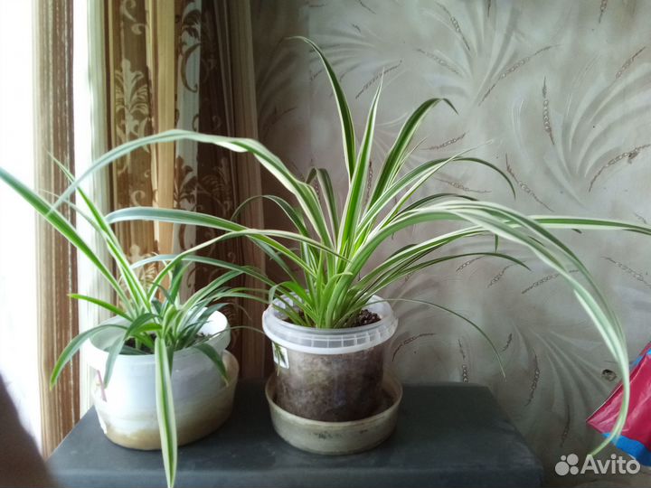 Красивые неприхотливые комнатные растения