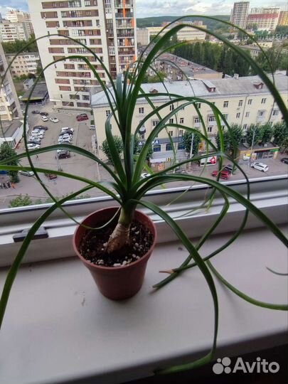 Бокарнея нолина