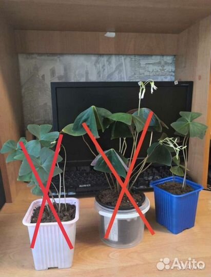 Кислица комнатный цветок