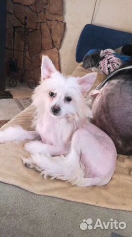 Китайские хохлатые щенки