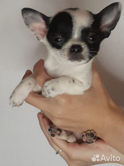 Щенки чихуахуа