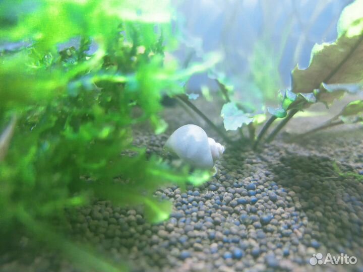 Голубые ампулярии