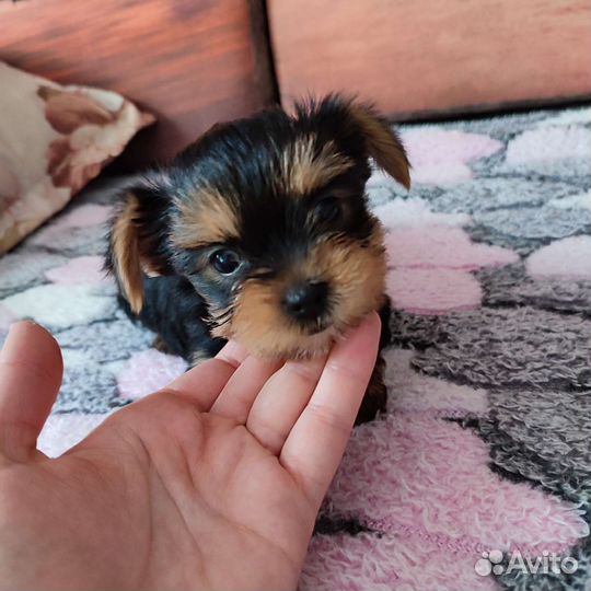 Йоркширский терьер