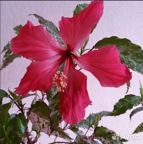 Жасмин, карисса, Гибискус