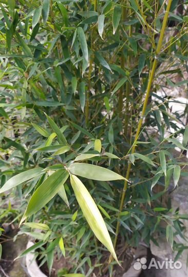 Вечнозелёный,быстрорастущий,неприхотливый,бамбук