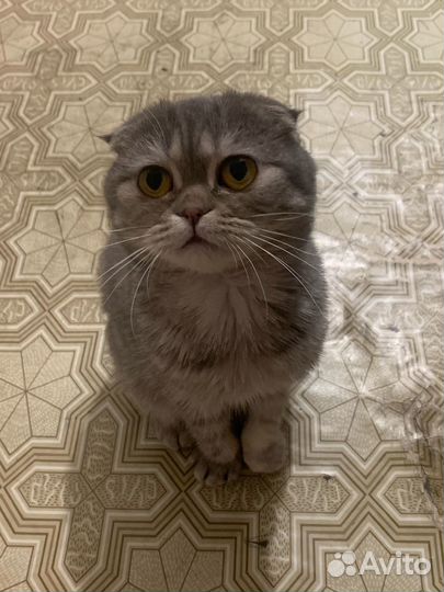 Вязка с котом