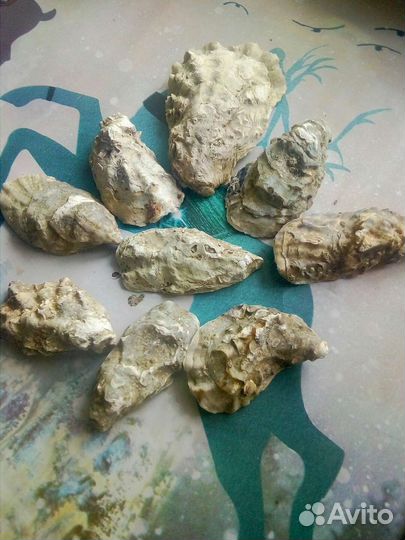 Ракушки устрицы