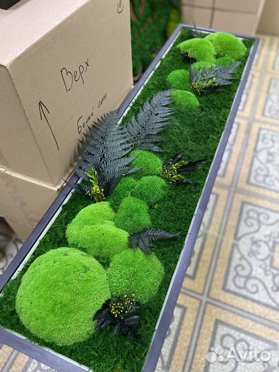 Мох стабилизированный. Озеленение.Фитостена.Декор