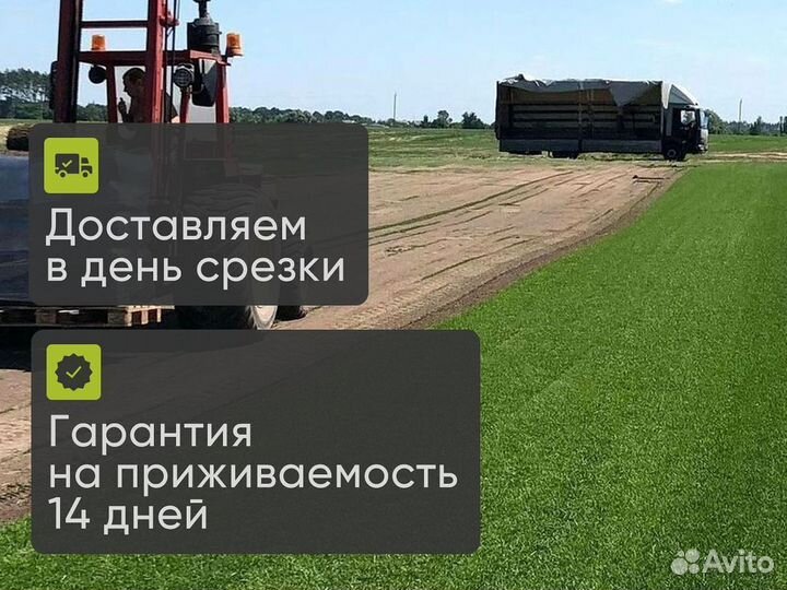 Рулонный газон от производителя